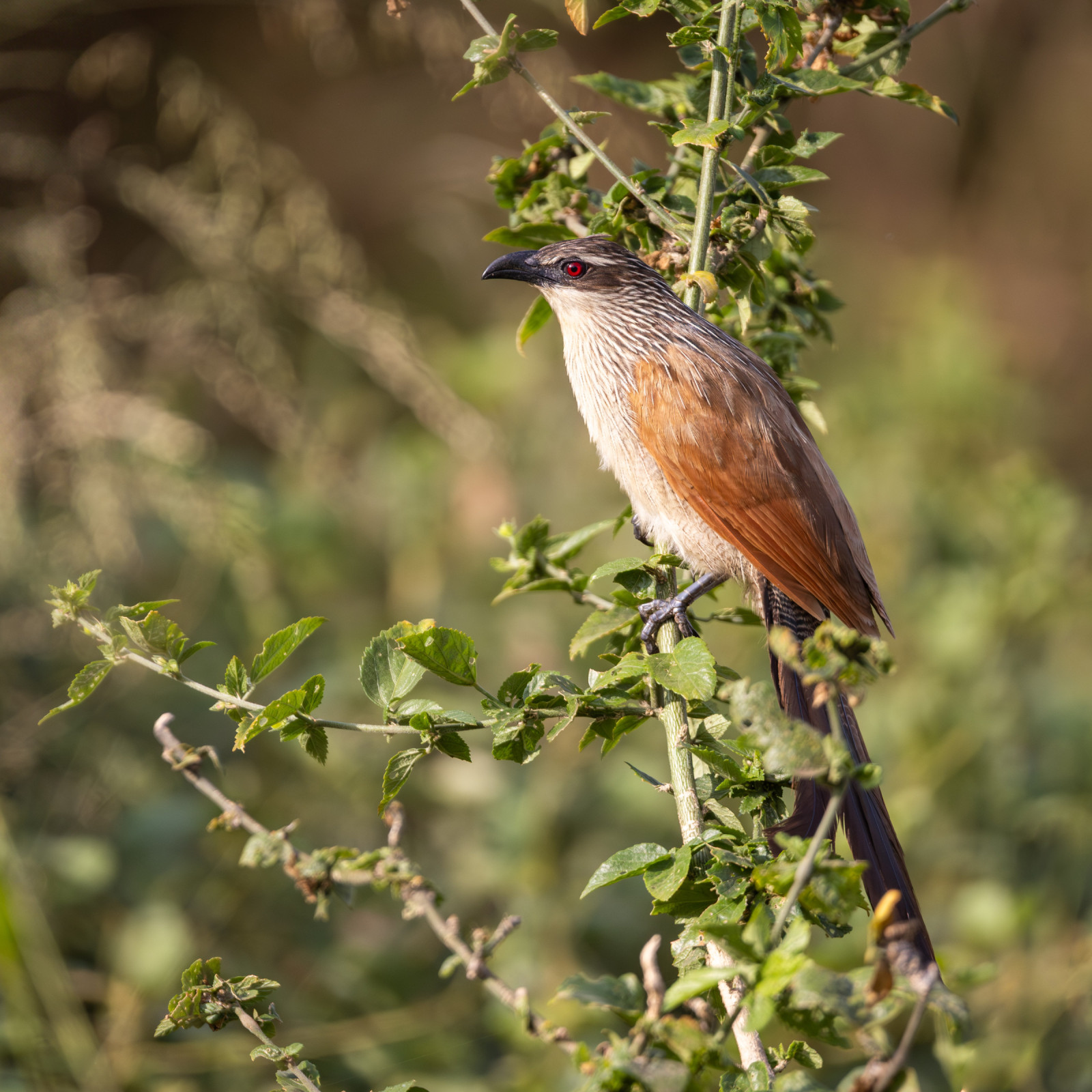 image White-browed Coucal
